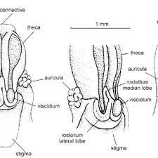Image result for Brachycorythis buchananii