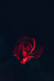 Aesthetic Black And Red Rose Wallpaper Daydreaming Wildflower Red Roses Wallpaper Rose Wallpaper Beautiful Roses