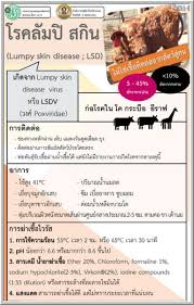 นางสมพร กล่าวอีกว่า สำหรับอาการของโรคลัมปี สกินนั้น จะมีตุ่มขึ้นตามตัวของวัว แต่เบื้องต้นมีไม่มาก แต่มีอาการซึม ไม่กินนม. à¸¥ à¸¡à¸› à¸ªà¸ à¸™ Lumpy Skin Disease Virus Lsd à¹‚à¸£à¸„à¹ƒà¸«à¸¡ à¹ƒà¸™à¸§ à¸§ à¸„à¸§à¸²à¸¢ à¹€à¸› à¸™à¹à¸¥ à¸§à¸šà¸²à¸‡à¸• à¸§à¸– à¸‡à¸•à¸²à¸¢ 108kaset