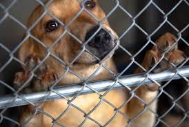Maybe you would like to learn more about one of these? Dog Overpopulation In New Mexico A Symptom Of Chronic Poverty Berkeley Political Review