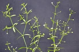 Image result for Oldenlandia herbacea