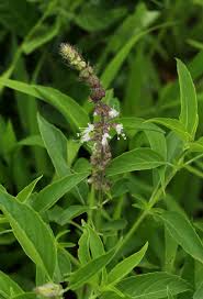 Image result for Ocimum americanum