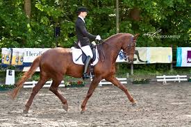 Ausbildungsstall Ralph Hock