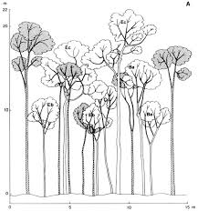 Image result for Achyrospermum schimperi