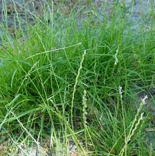 Image result for Lolium