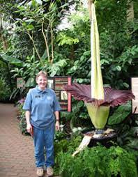Titan Arum Olbrich Botanical Gardens