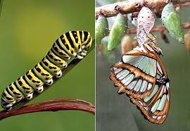 Galerie Schmetterlinge Kokon Schmetterling Schmetterling Insekten