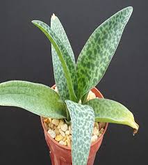 Image result for Ledebouria luteola