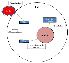 Risk factors include exposure to african green monkeys and certain bats; Pseudotyping Of Lentiviral Vectors With Marburg Virus Creative Biolabs