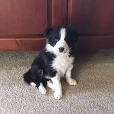 Bella Border Collie Puppy 581317 Puppyspot Border Collie Puppies Border Collie Puppies For Sale Puppies
