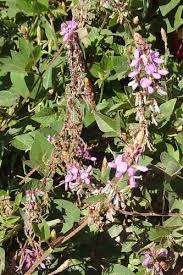 Image result for Desmodium intortum