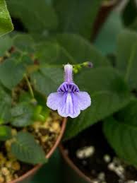 Image result for Streptocarpus glandulosissimus
