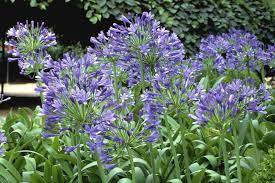 Summer flowering bulbs to plant in spring. 10 Best Summer Blooming Bulbs