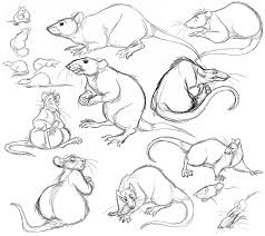 Ratty Rats Rats Animal Drawings Animal Art Animal Sketches