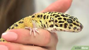 Count how many spots your gecko has and keep track (leopard geckos' spots will change as they get older). How To Have Fun With Your Leopard Gecko 14 Steps With Pictures
