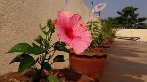 We did not find results for: Hibiscus Plant Easy Guide How To Grow And Care For It