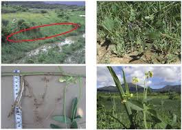 Image result for Vigna reticulata