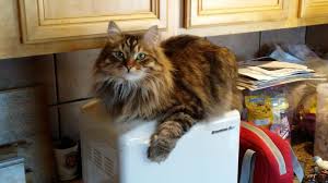 Making Bread Cats Pets Catpics Cat Petcat Pets Cats Cat Pics Cats