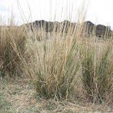 Image result for Sporobolus natalensis