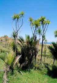 Start studying ielts speaking part 1: Why Are The Cabbage Trees Dying New Zealand Geographic