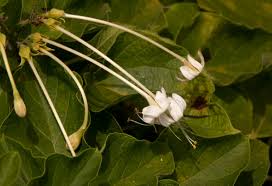 Image result for Clerodendrum rotundifolium