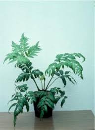 Image result for Marattiaceae