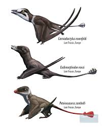 Image result for Pteris preussii