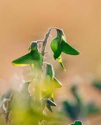 Image result for Crotalaria podocarpa