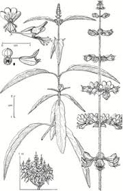 Image result for Leucas glabrata