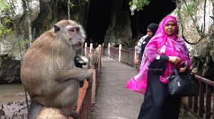 Maybe you would like to learn more about one of these? Keletah Si Monyet Tarik Pelancong Sungai Kilim Tanjung Rhu