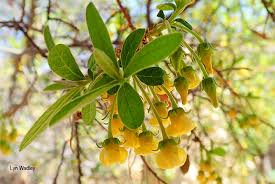 Image result for Diospyros lycioides