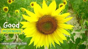 Sun Flowers Happy Good Morning Greetings Live Good Morning Greetings Good Morning Morning Greeting