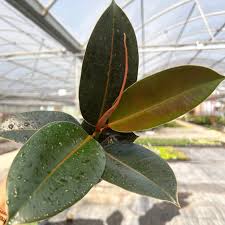 Image result for Ficus elastica