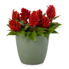 Image result for Celosia elegantissima