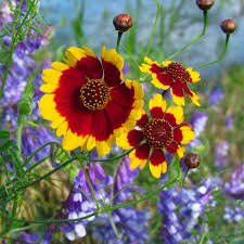 Image result for Coreopsis tinctoria