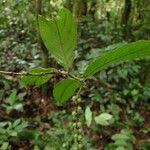 Image result for Bertiera aethiopica