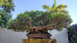 Image result for Ficus muelleriana