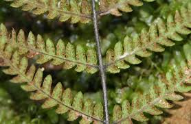 Image result for Amauropelta