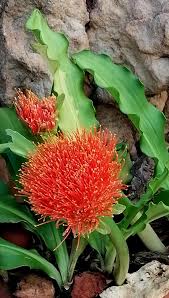Image result for Scadoxus puniceus