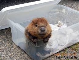 Pin On Baby Beaver