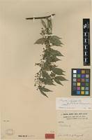 Image result for Parquetina calophylla