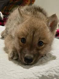 Image result for wolf cub