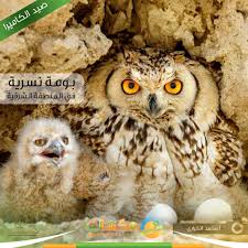 Image result for tbn:Ao0Usy--_pPGEM::www.mekshat.com/pix/upload/images49/mk42658_houssparrow.jpg