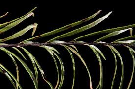 Image result for Pityrogramma argentea