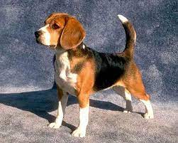 Puppies are to be born in the beginning of july and they will be dewormed and will come with shots. 78 Dogs Hounds Ideas Dogs Dog Club Dog Breeds
