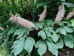 Image result for Hippocratea parviflora