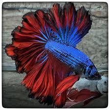 Item Fwbettashm1459047005 Houston Texans 1669 By 3636bettaberry Ends Sat Mar 26 2016 09 50 05 Pm Cdt Betta Betta Fish Pet Fish
