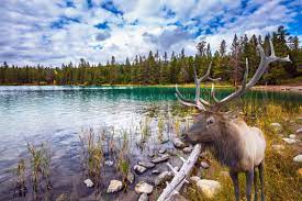 Canada is a country in the northern part of north america. Kanada Roadtrip 17 Tage Rundreise Durch Die Rocky Mountains Mit Flug Camper Nur 545 Urlaubstracker At