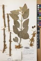 Image result for Phragmanthera usuiensis