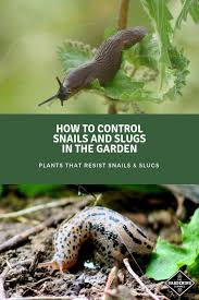 Snails are the greatest threat in areas with damp, warm weather, and. How To Control Snails And Slugs In The Garden Gardening Channel